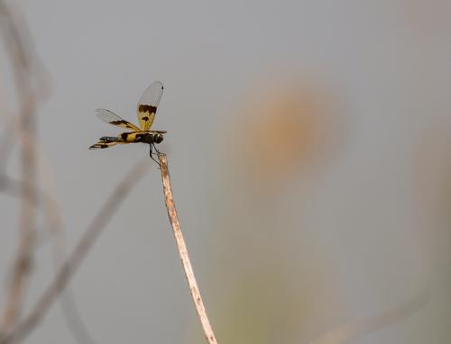 Rhyothemis variegata