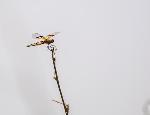 Rhyothemis variegata