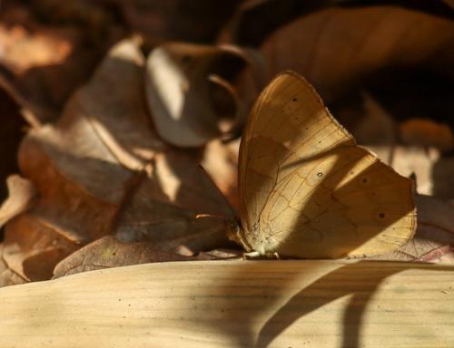 Lethe sp.