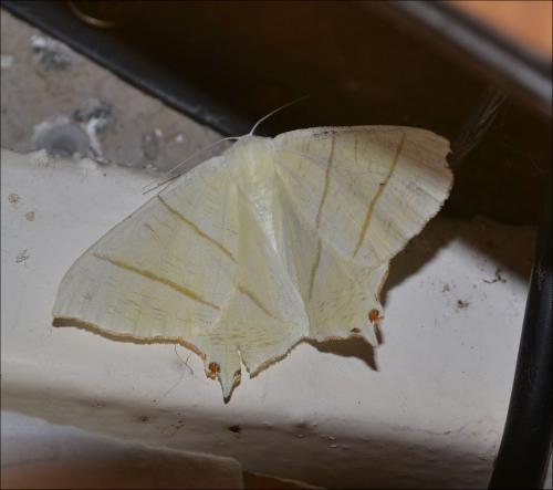 Réf. 122 093 : Ourapteryx sambucaria