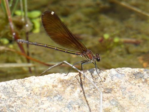 Calopteryx sp.