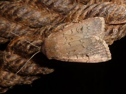Réf. 122 307 : Graphiphora augur