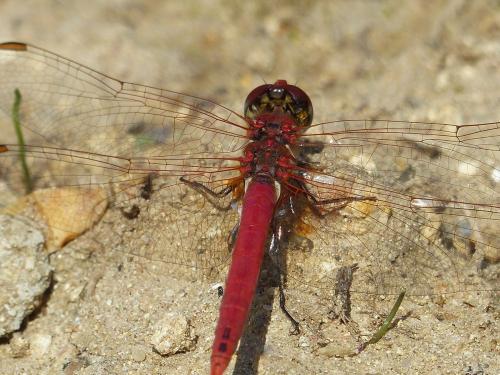 Sympetrum fonscolombii