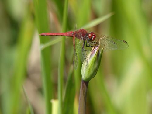 Sympetrum fonscolombii