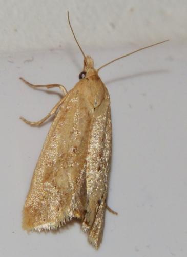 Réf. 122 279 : Cochylimorpha meridiana
