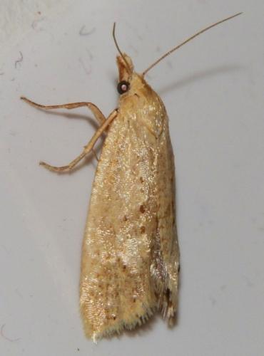 Cochylimorpha meridiana