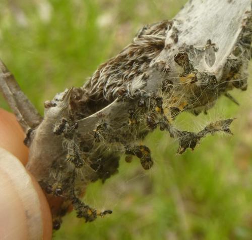 Eriogaster catax