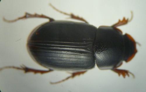 Réf. 122 061 : Agolius abdominalis abdominalis