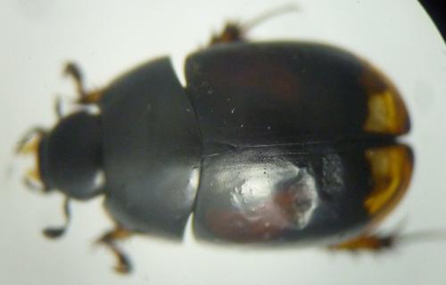 Réf. 122 721 : Sphaeridium scarabaeoides