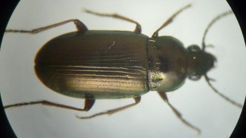 Réf. 122 129 : Pogonus riparius