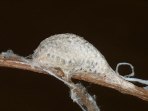 Microgastrinae