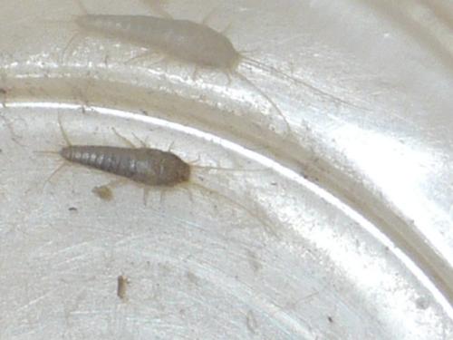 Lepisma saccharina