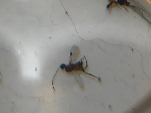 Microgastrinae