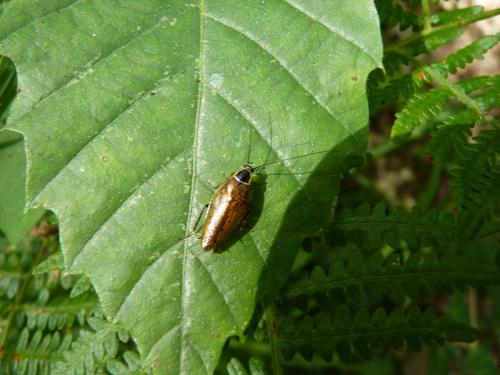 Ectobius sylvestris