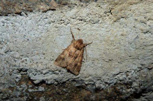 Conisania luteago