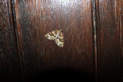 Réf. 122 116 : Electrophaes corylata