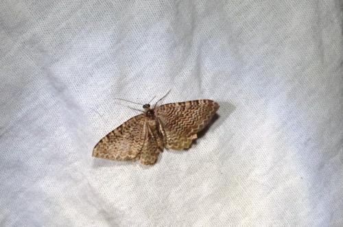 Rheumaptera undulata
