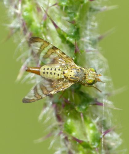 Réf. 122 775 : Chaetostomella cylindrica