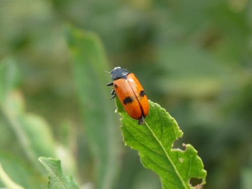 Réf. 122 012 : Clytra sp.