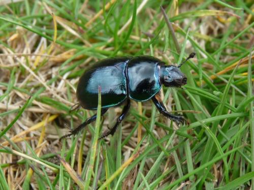 Réf. 122 560 : Trypocopris sp.