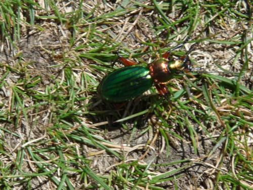 Carabus auronitens auronitens