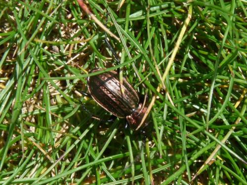 Carabus arvensis