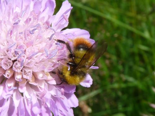 Bombus pratorum