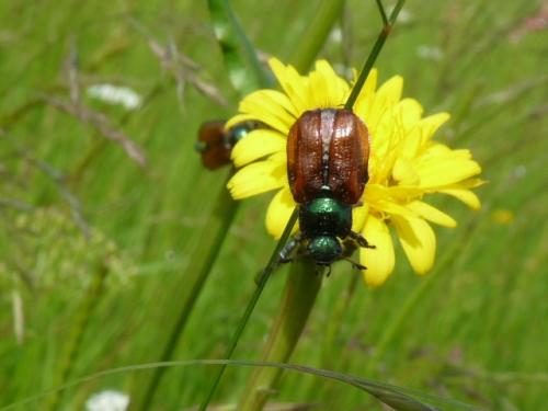 Phyllopertha horticola