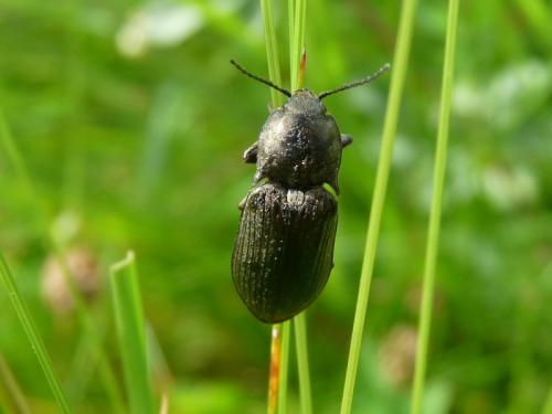 Selatosomus latus