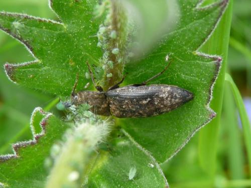 Agrypnus murinus