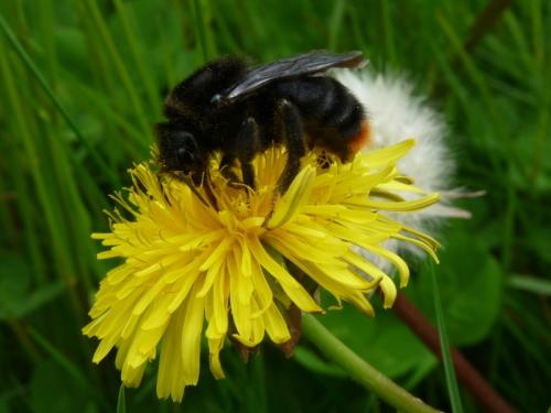 Réf. 122 791 : Bombus rupestris