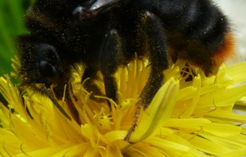 Bombus rupestris