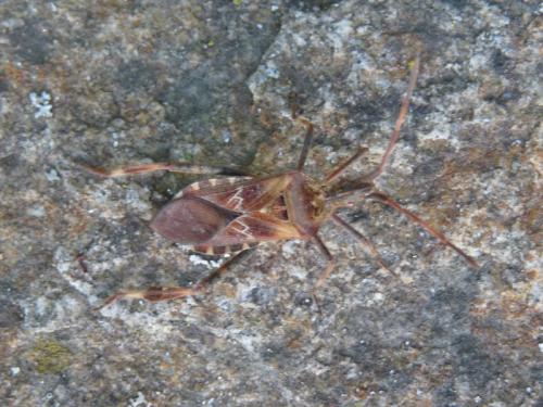 Leptoglossus occidentalis