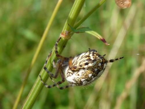 Aculepeira sp.