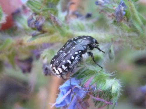 Oxythyrea funesta