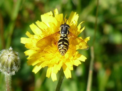 Chrysotoxum sp.