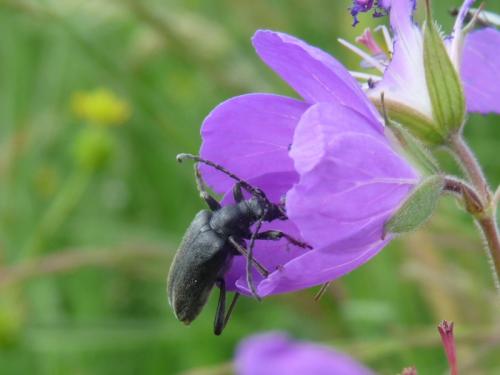 Brachyta interrogationis