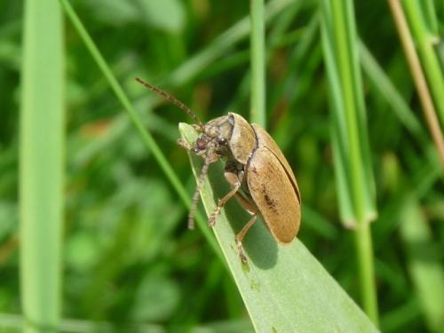 Dascillus cervinus