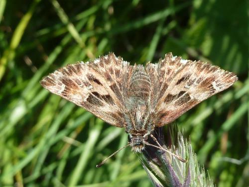 Réf. 122 275 : Carcharodus alceae