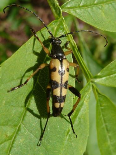 Rutpela maculata