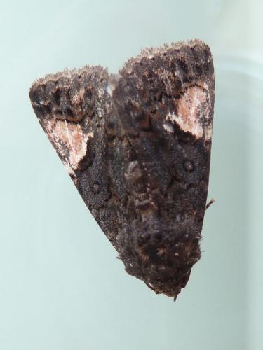 Aedia funesta
