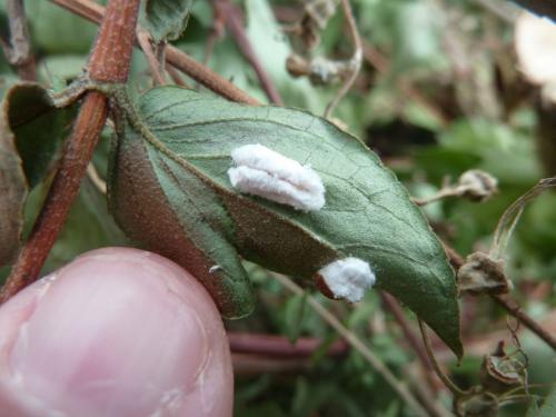 Réf. 122 322 : Pulvinaria sp.