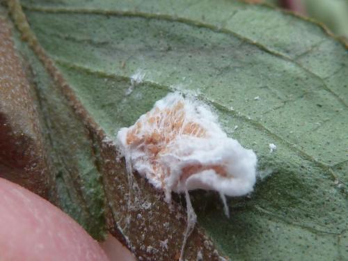 Pulvinaria sp.