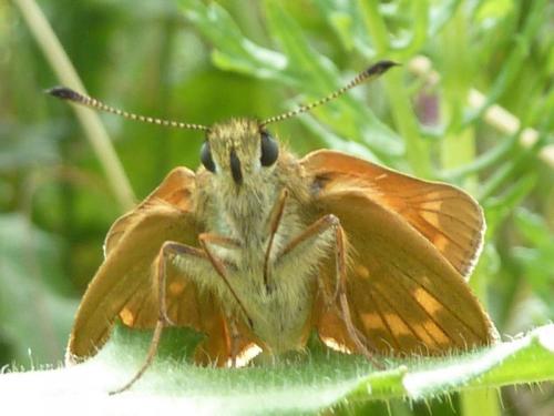 Ochlodes sylvanus