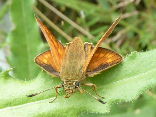 Ochlodes sylvanus