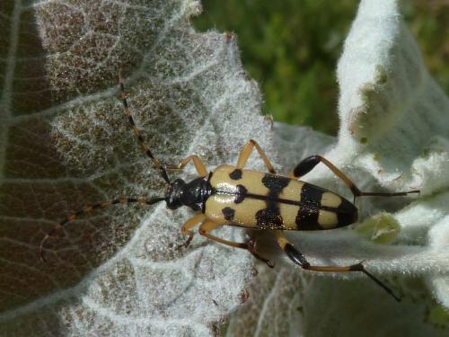 Rutpela maculata
