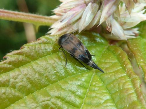 Réf. 122 119 : Variimorda villosa