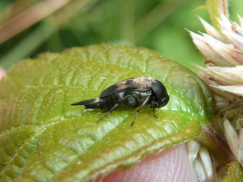 Réf. 122 120 : Variimorda villosa