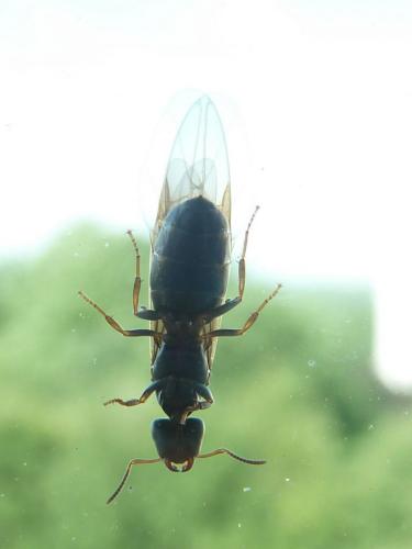 Lasius sp.