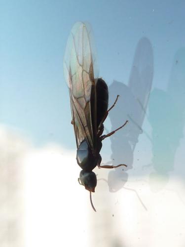 Réf. 122 766 : Lasius sp.